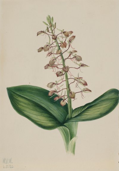 Lily Twayblade Liparis liliifolia, 1920. by Mary Vaux Walcott