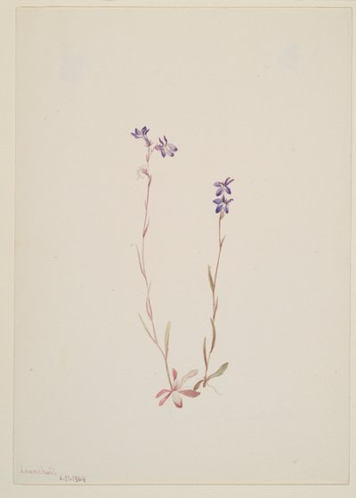  by Mary Vaux Walcott