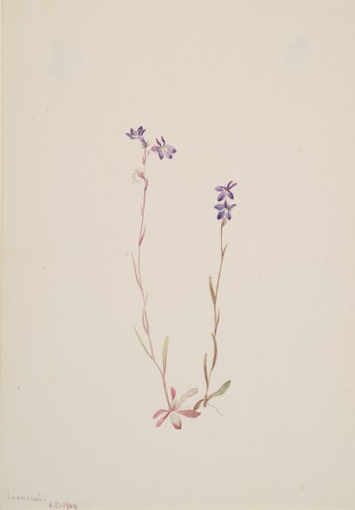 Lobelia Kalmii, 1904. by Mary Vaux Walcott