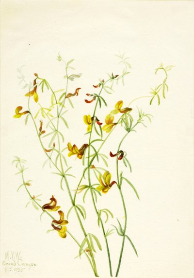  by Mary Vaux Walcott