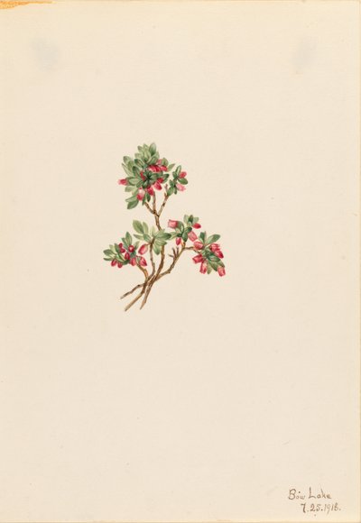  by Mary Vaux Walcott