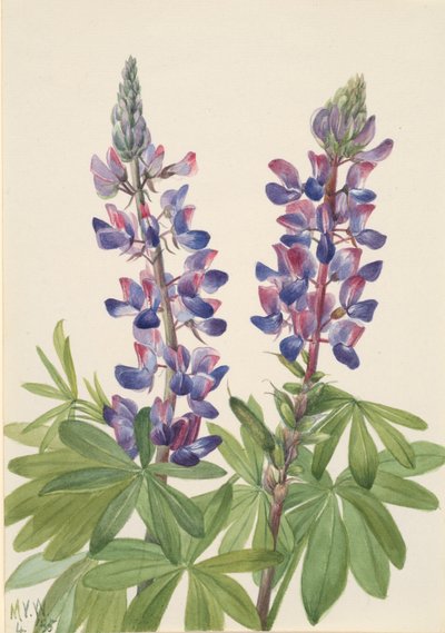 Acı bakla Lupinus fornosus, 1935. by Mary Vaux Walcott