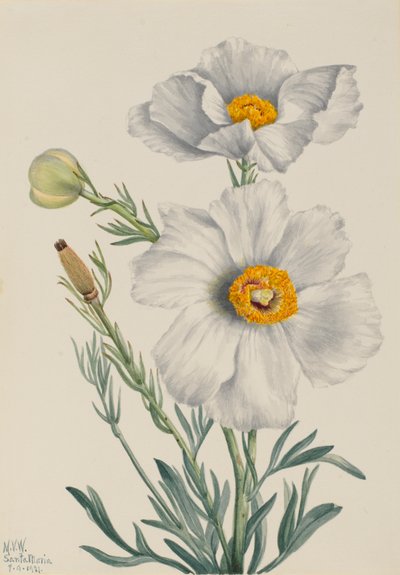 Matilija Papi Romney Calteri, 3. by Mary Vaux Walcott