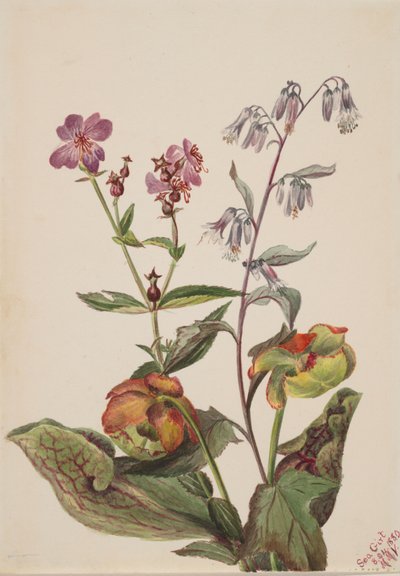 Çayır Güzeli Rhexia virginica, Rattlesnake Roat Nabalus albus, Pitcherplant..., 1880. by Mary Vaux Walcott