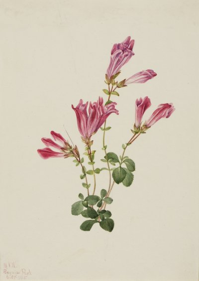  by Mary Vaux Walcott
