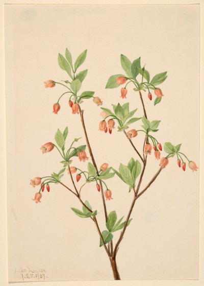 Menziesea (Menziesea glabella) by Mary Vaux Walcott