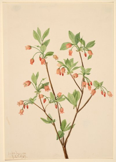 Menziesea Menziesea glabella, 1907. by Mary Vaux Walcott