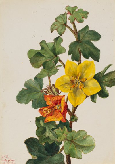Meksikalı Fremontia Fremontodendron mexicanum, 1926. by Mary Vaux Walcott