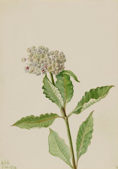 Süt otu Ascelpias, 1924. by Mary Vaux Walcott