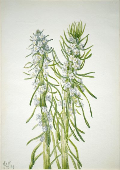 Madenci Mumu Oreocarya virgata, 1937 by Mary Vaux Walcott