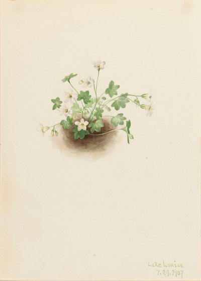 Mistmaiden Romanzoffia sitchensis, 1907. by Mary Vaux Walcott