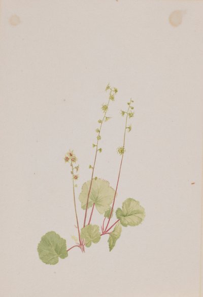 by Mary Vaux Walcott