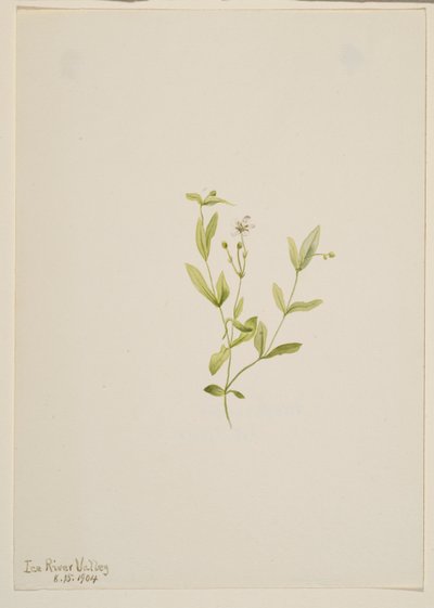  by Mary Vaux Walcott