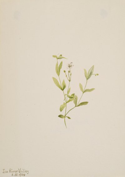 Moehringia labiflora, 1904. by Mary Vaux Walcott