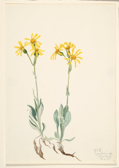  by Mary Vaux Walcott