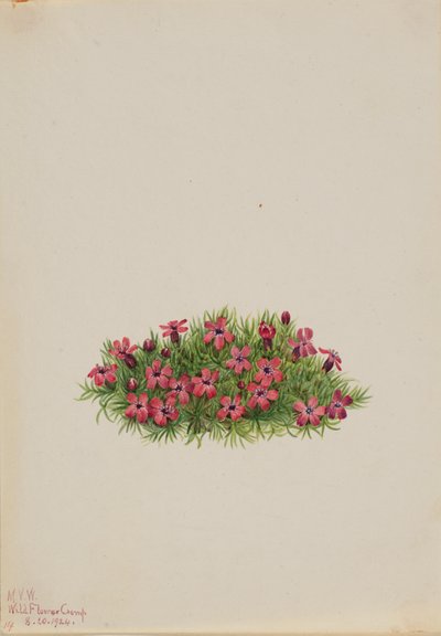 Moss Campion Silene acaulis, 1924. by Mary Vaux Walcott