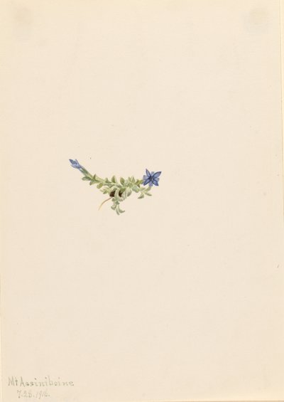  by Mary Vaux Walcott