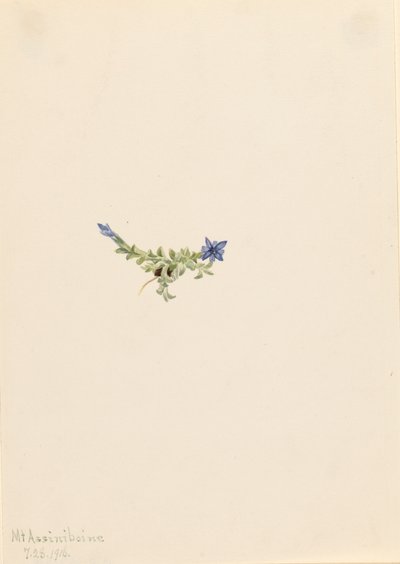 Gentian Gentian secde Moss, 1916 by Mary Vaux Walcott