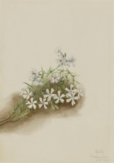  by Mary Vaux Walcott