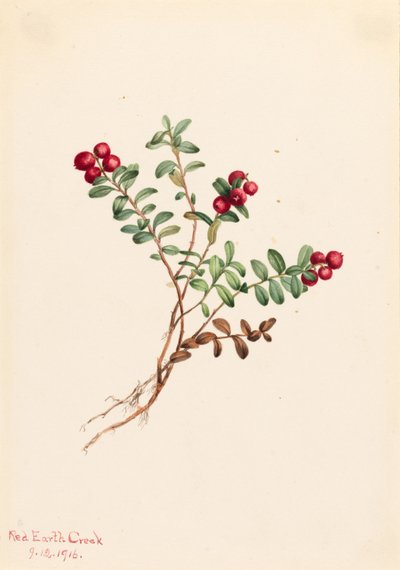  by Mary Vaux Walcott