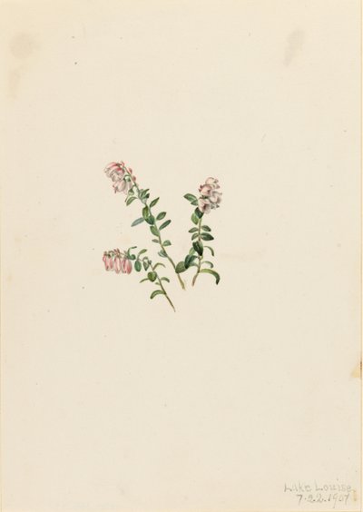 Dağ Kızılcığı (Vaccinium vitisidaea minus) by Mary Vaux Walcott