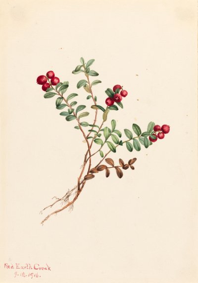 Dağ Kızılcık Vaccinium vitisdaea eksi, 1916. by Mary Vaux Walcott