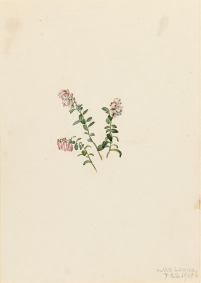 Dağ Kızılcık Vaccinium vitisidaea eksi, 1907. by Mary Vaux Walcott