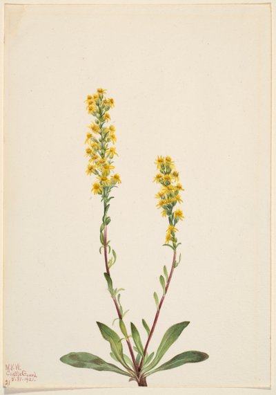  by Mary Vaux Walcott
