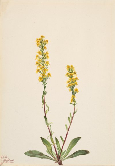Dağ Altın Başak Solidago oreophila, 1921. by Mary Vaux Walcott
