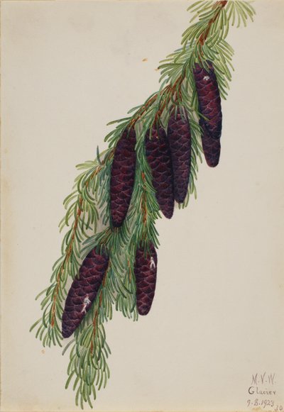 Dağ Hemlock Tsuga mertensiana, 1923. by Mary Vaux Walcott