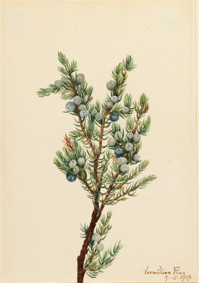 Dağ Ardıç Juniperus sibirica, 1917. by Mary Vaux Walcott