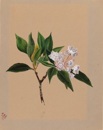 by Mary Vaux Walcott