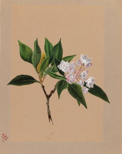 Dağ Laurel Kalmia latifolia, 1879. by Mary Vaux Walcott