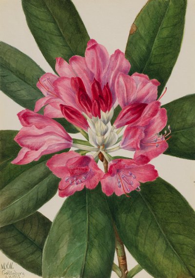 Mountain Rose-Bay Rhododendron catawbiense, 1932. by Mary Vaux Walcott