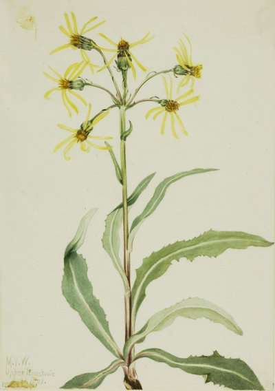  by Mary Vaux Walcott