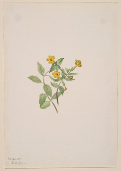  by Mary Vaux Walcott