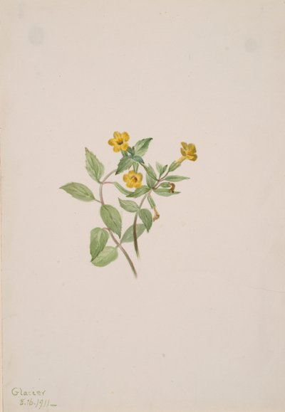 Misk-Çiçeği Mimulus moschatus, 1911. by Mary Vaux Walcott
