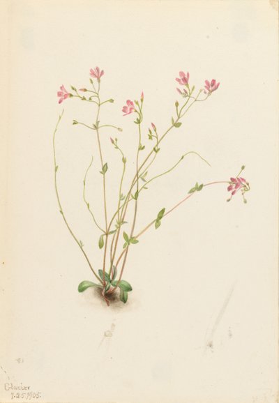  by Mary Vaux Walcott