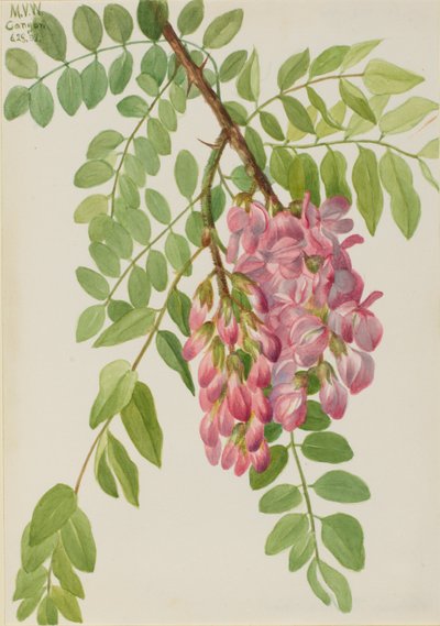  by Mary Vaux Walcott