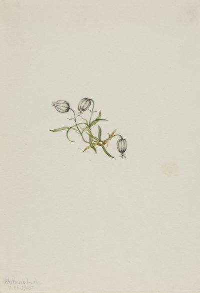  by Mary Vaux Walcott