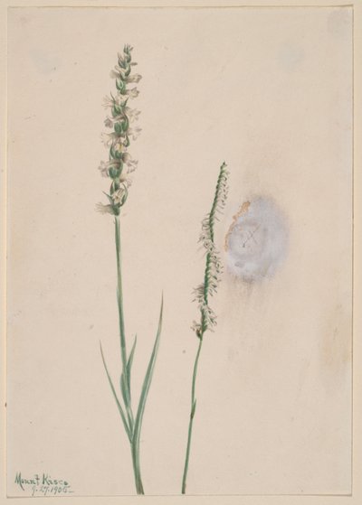  by Mary Vaux Walcott