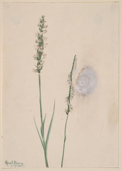 Başını sallayan Bayanlar-Tress Ibidium cernum, 1905. by Mary Vaux Walcott
