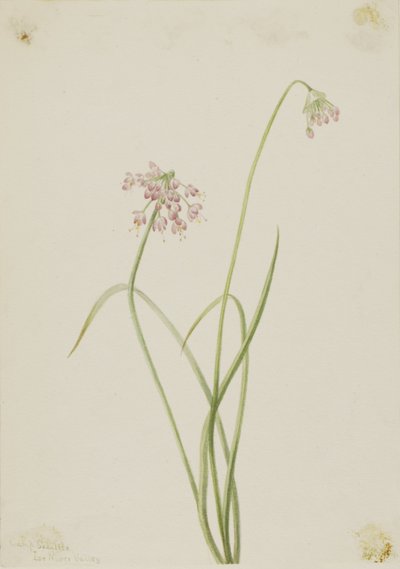 Başını sallayan soğan (Allium cernuum) by Mary Vaux Walcott