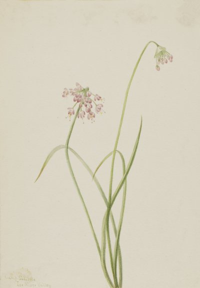 Soğan Allium cernuum başını sallayarak, 1901. by Mary Vaux Walcott