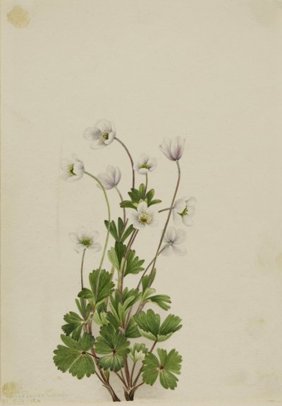  by Mary Vaux Walcott