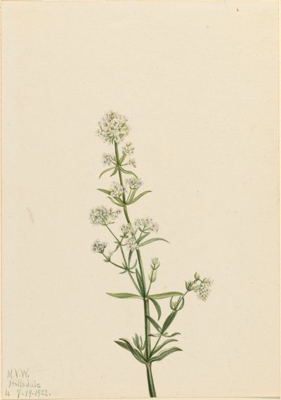  by Mary Vaux Walcott