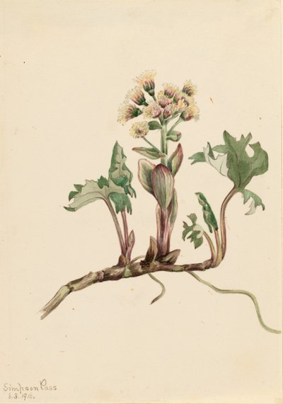 Kuzey Düğünçiçeği (Petasites hyperboreus) by Mary Vaux Walcott