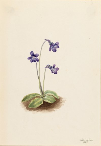  by Mary Vaux Walcott