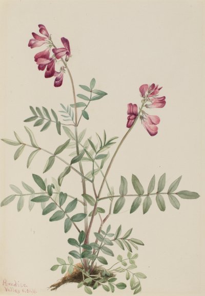  by Mary Vaux Walcott