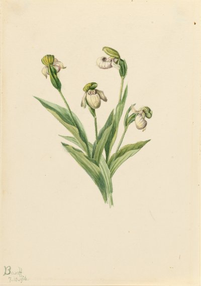  by Mary Vaux Walcott